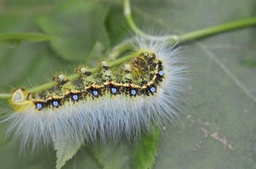 クスサンの幼虫、通称シラガタロウ