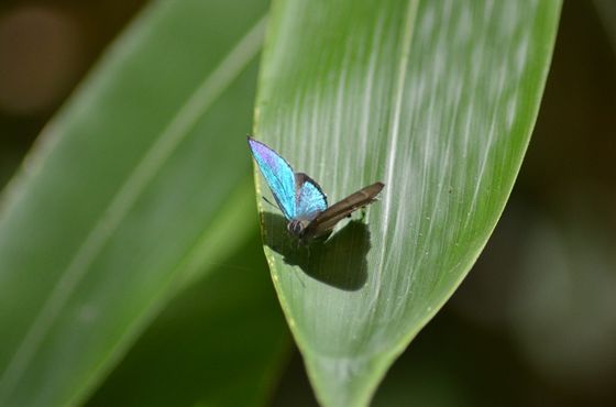 翅の表面はメタリックに輝く非常に美しいチョウ