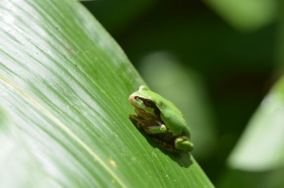 ニホンアマガエル