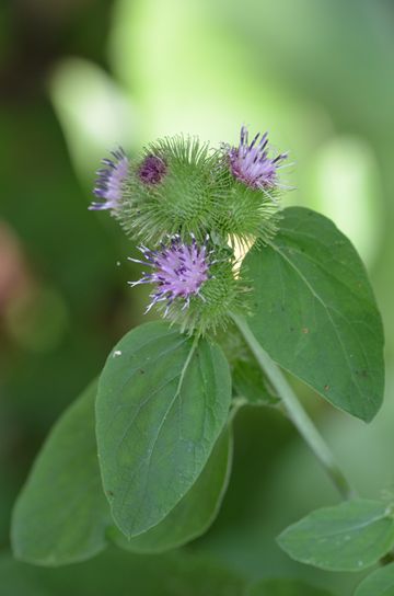 ゴボウの花