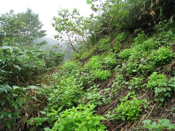 ブナ苗木の植え付け箇所