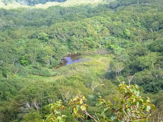 ホロホロ山より見下ろした小湿原