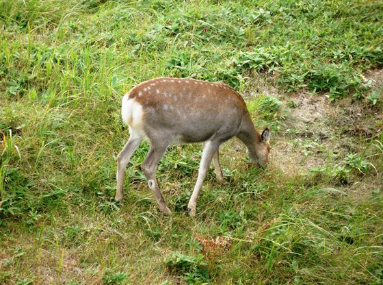 のんびりと草を食べているエゾシカ