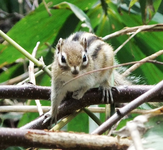 シマリス