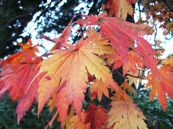 少し紅葉してきました