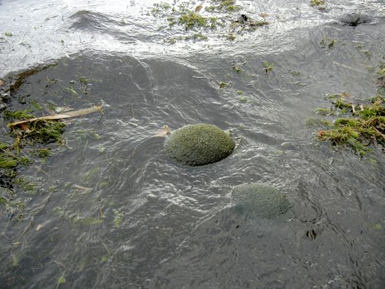 阿寒湖岸に、何か浮いています、何でしょうか