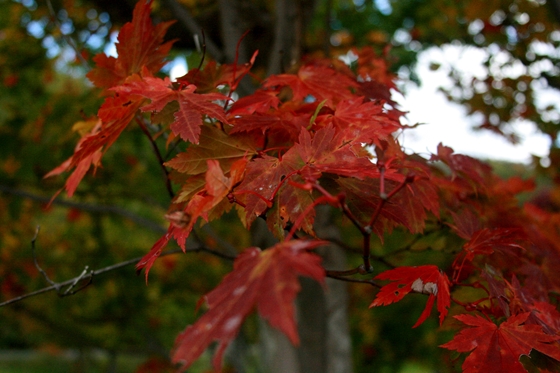 漁川ダムによったところ紅葉していたヤマモミジ