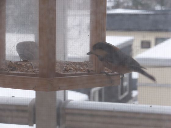 つり下げ式の餌台にヤマガラがきました。