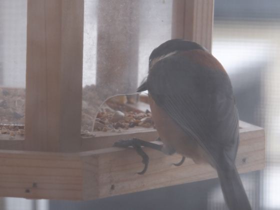 餌台の入り口からついばむ様子。