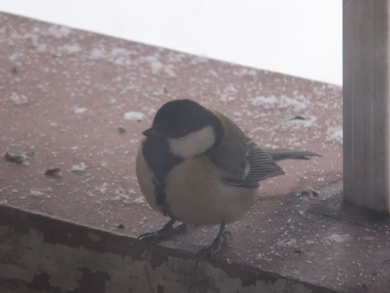 シジュウカラがきました。