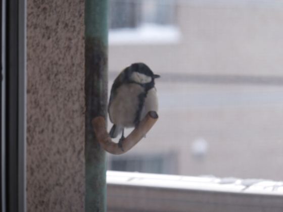 フック式止まり木にシジュウカラがいます。