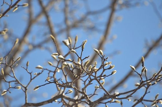 キタコブシの芽