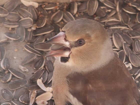 ひまわりの種を豪快に3粒も咥えている野鳥シメ。