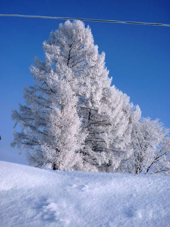 樹氷