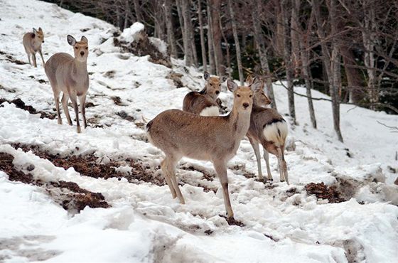 海岸の斜面に集結しているメスジカの群れ