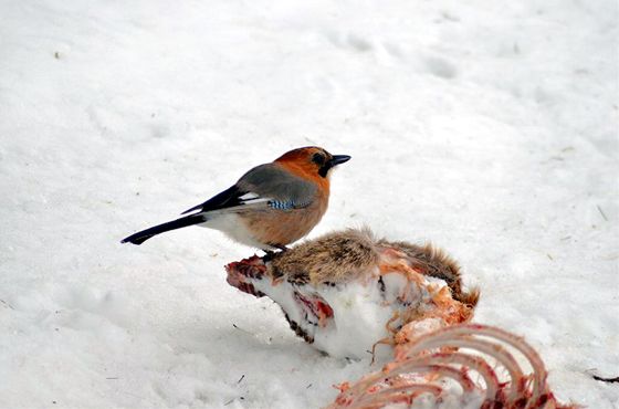 自然死したエゾシカの若いメスの頭部にとまり、ついばむミヤマカケス