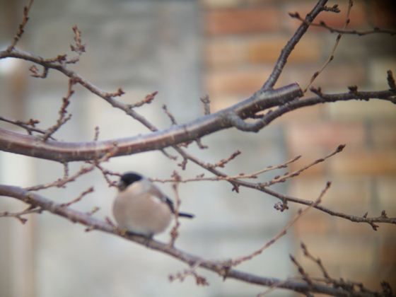 サクラの芽を啄んでいる野鳥ウソ。