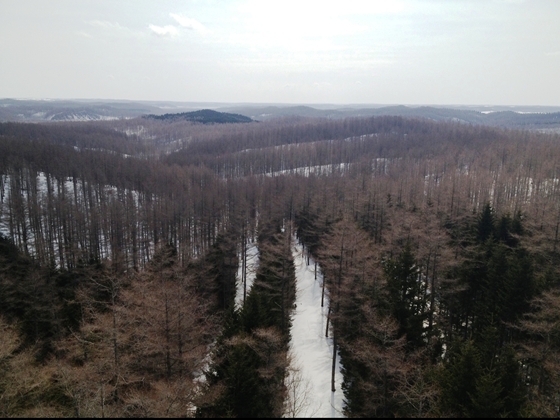 パイロットフォレストの風景5