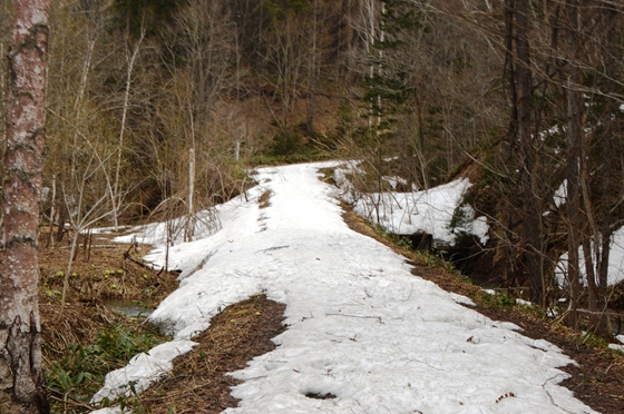オホーツクの森の残雪状況
