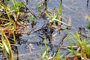 カエルが水面に顔をだしています