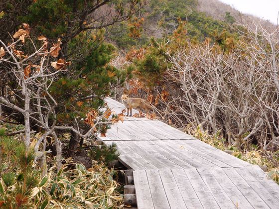 第一遊歩道の木道でキタキツネと遭遇。