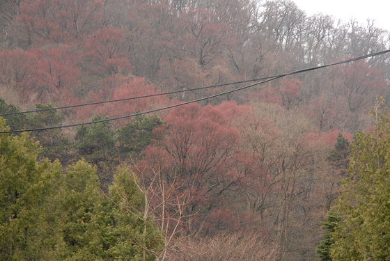 鮮やかな紅色で山がモザイク状に色づいていました