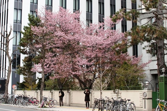 旧北海道営林局南西角の桜です