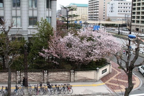 旧北海道営林局南東角の桜です