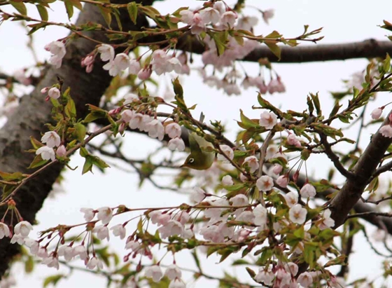 桜の蜜を吸うメジロ