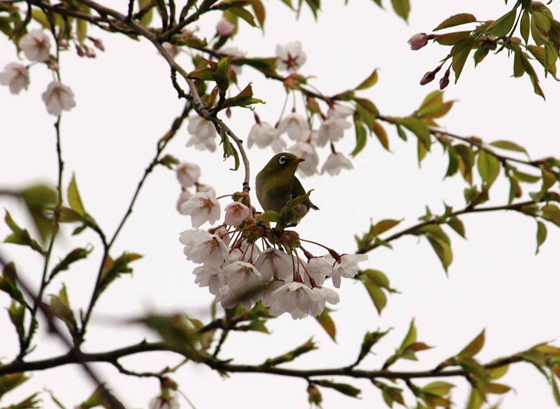 桜の蜜を吸うメジロ