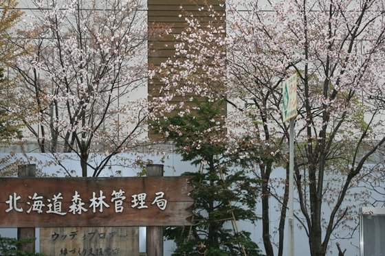 北海道森林管理局前庭に咲く桜