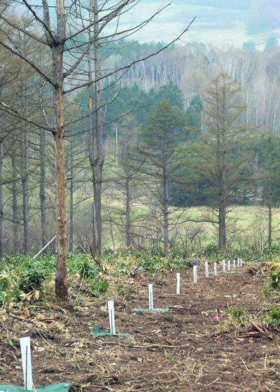 早秋風景の山中に、謎の白い柱が点々と続いています