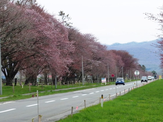 二十間道路桜並木