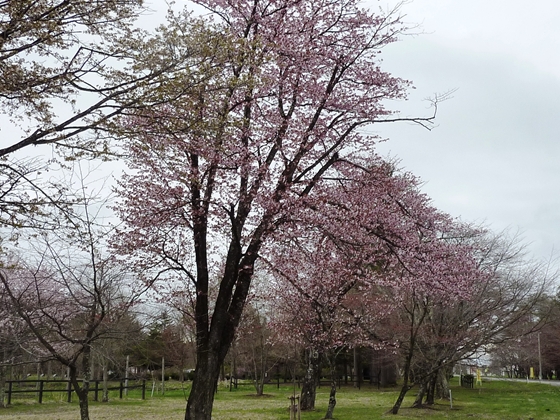 二十間道路桜並木