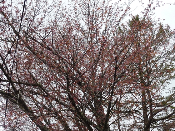 二十間道路桜並木