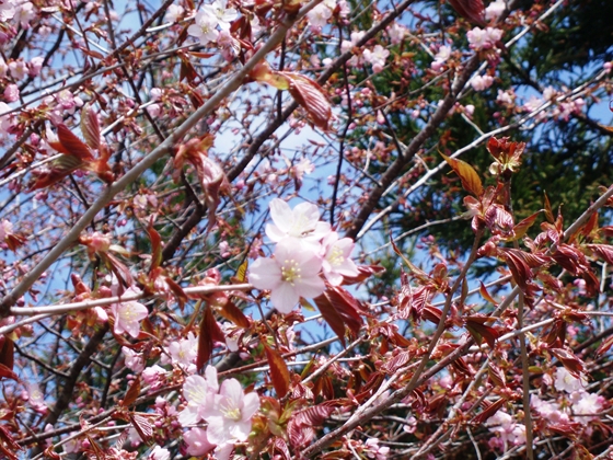 二海八雲町黒岩地区の桜