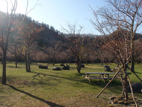 えりも町庶野さくら公園のサクラ