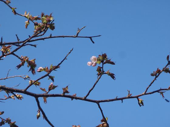 つぼみだらけの中に所々サクラの花が開いています。