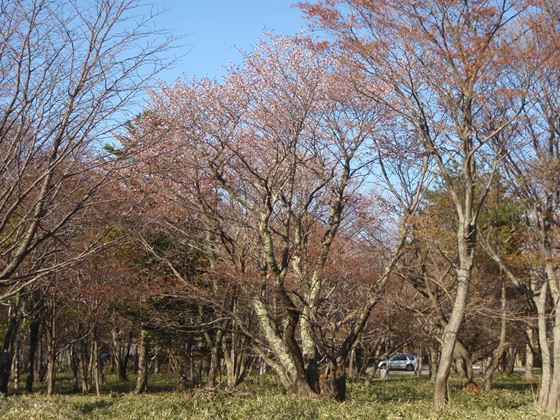 日当たりの良い箇所の木はきれいに咲いています。