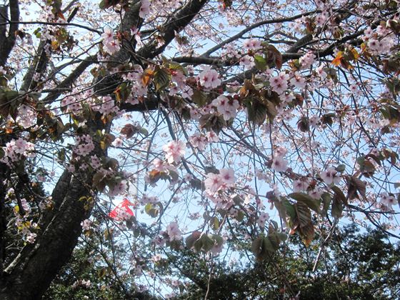 サクラの花のズームアップ