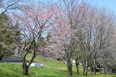 野付牛公園のサクラ