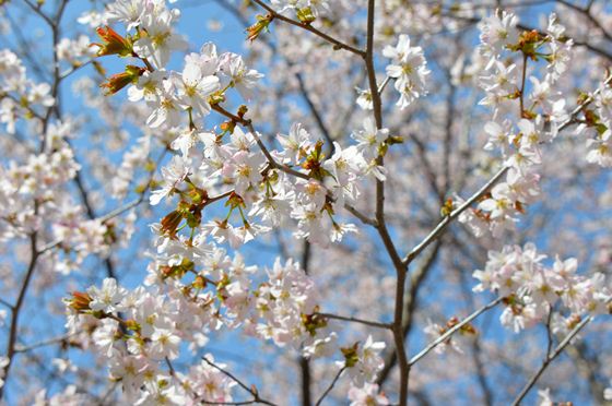 サクラの花をズームアップ