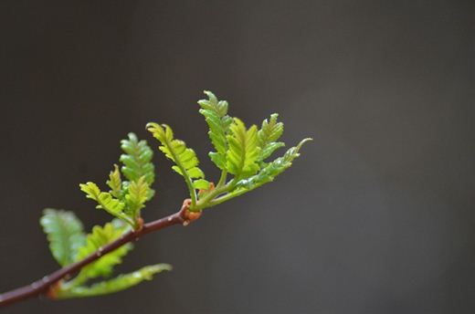 サンショウの新芽