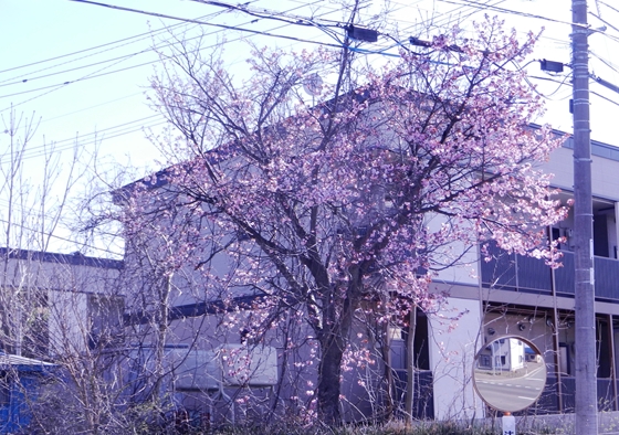 小清水町の桜