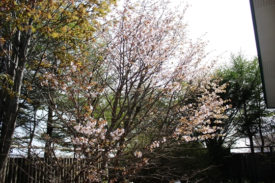 根釧西部森林管理署敷地内の桜