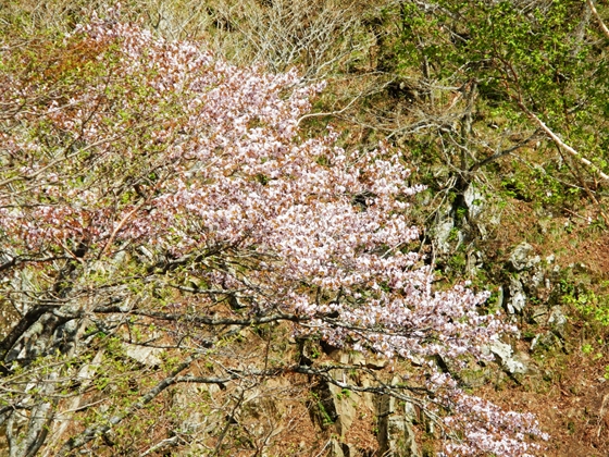 「熊越の滝」付近のエゾヤマザクラ