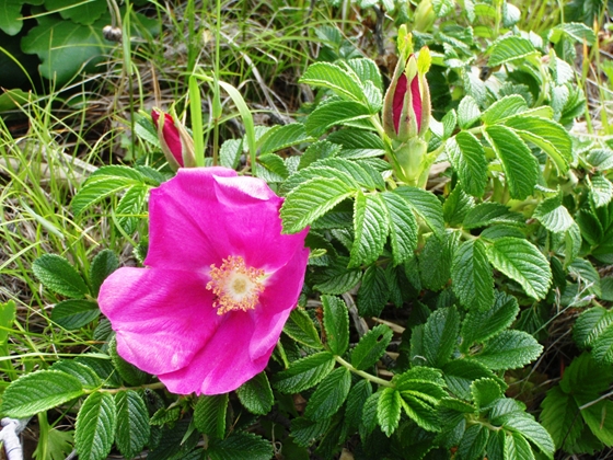 ハマナスの花