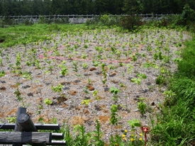 去年の10月にえりもワクワク森林づくり植樹祭で植えられた広葉樹