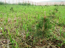 2013森と海のフェスティバルで植樹をしたクロマツ