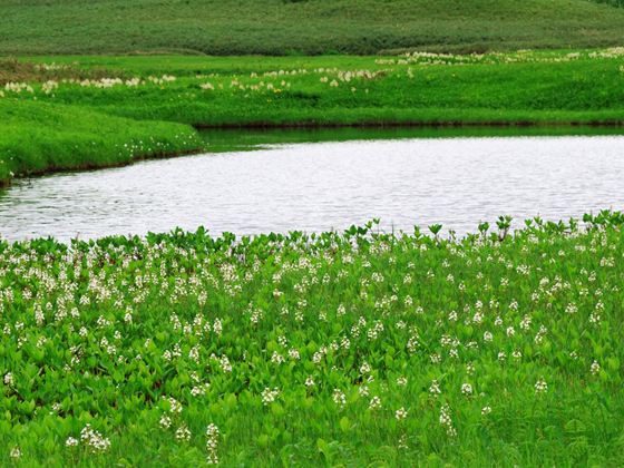 池糖の半分をミツガシワ